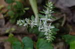 Woodland stonecrop